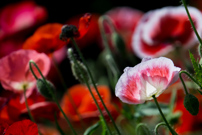 Poppy