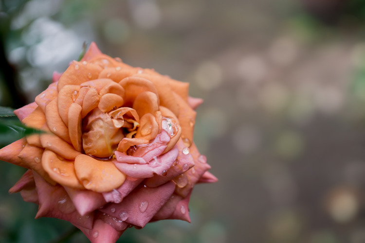 雫薔薇