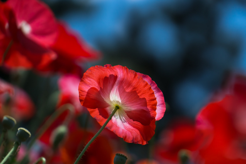 Poppy