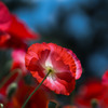 Poppy