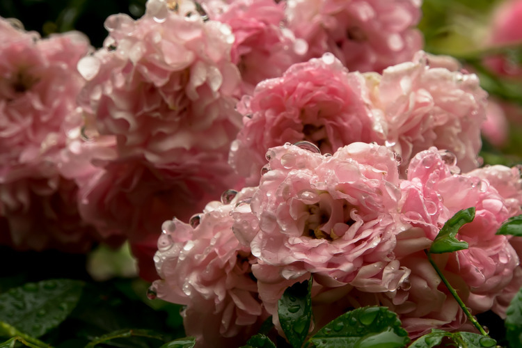 雫薔薇