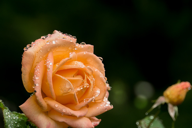 雫薔薇