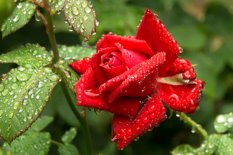 雫薔薇