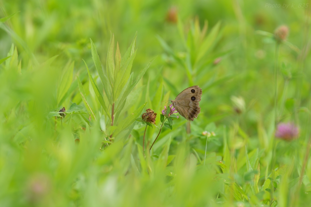 アカツメクサとジャノメチョウ