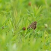 アカツメクサとジャノメチョウ