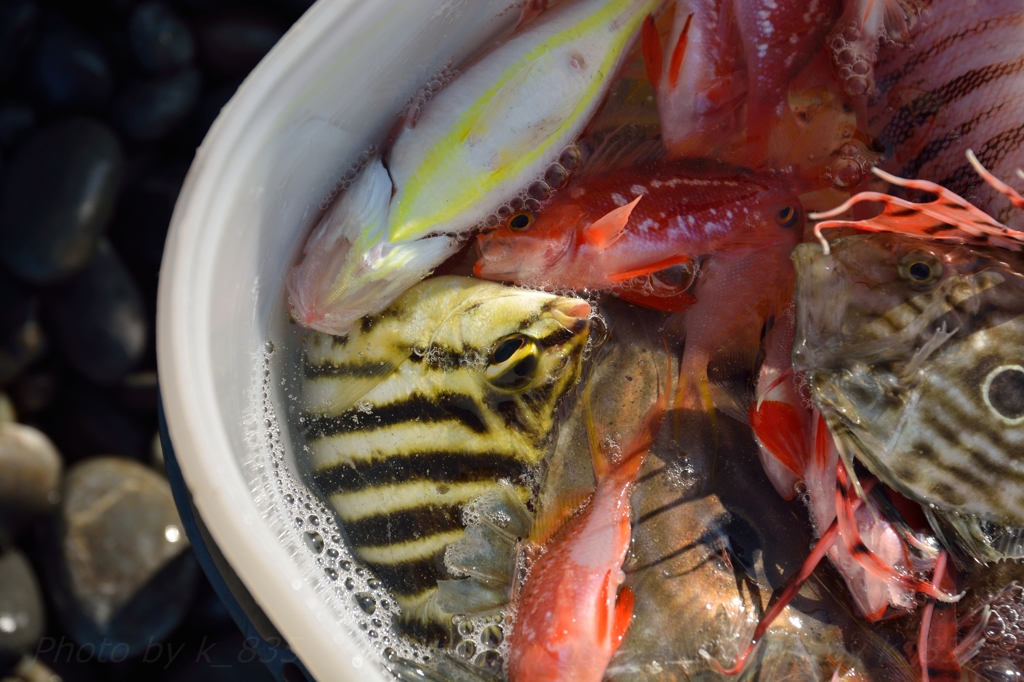 魚　さかな