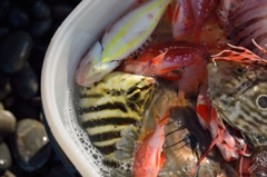 魚　さかな