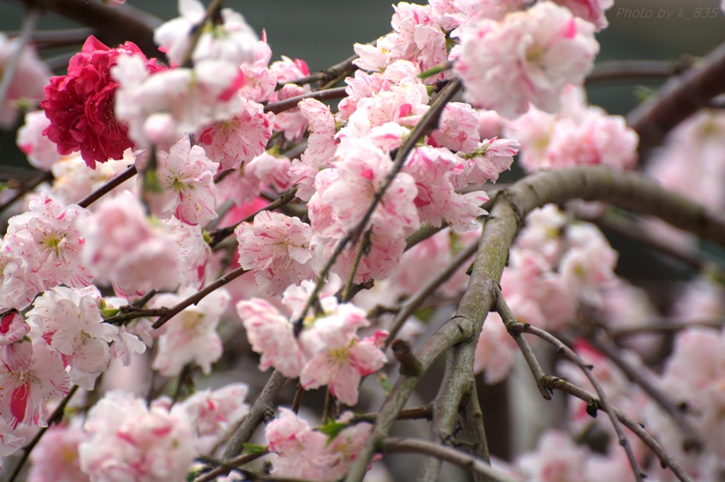 満開の花桃