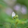 気まぐれシジミチョウ