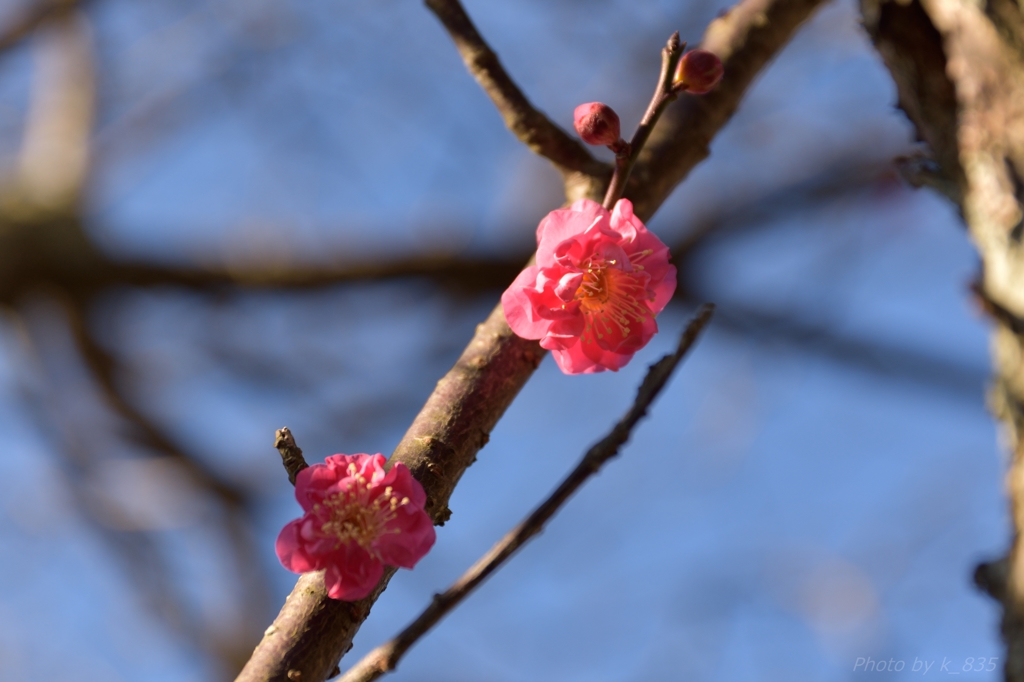 公園の梅の花