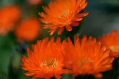 マツバギク　オレンジの花