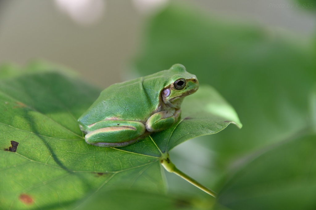 アマガエル