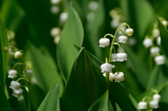 スズランの白く小さな花
