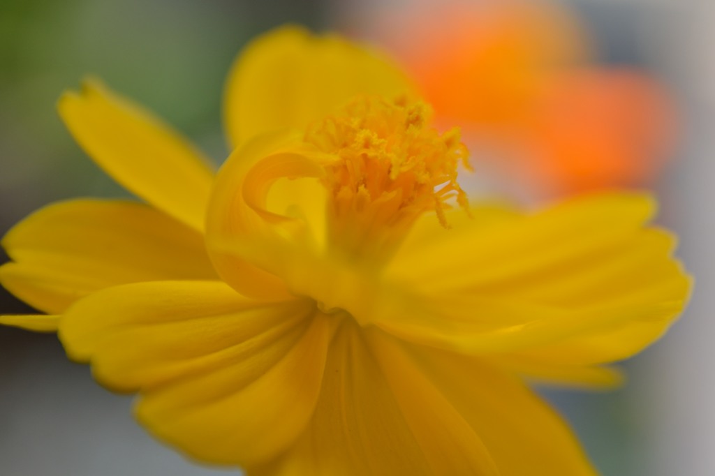 夏の日差しと秋の花