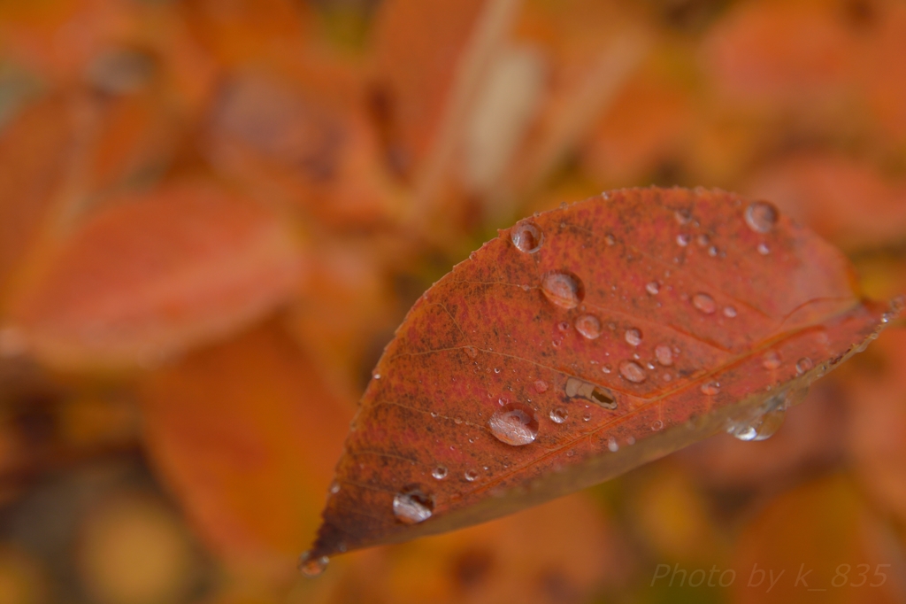 雨粒パレット