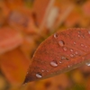 雨粒パレット