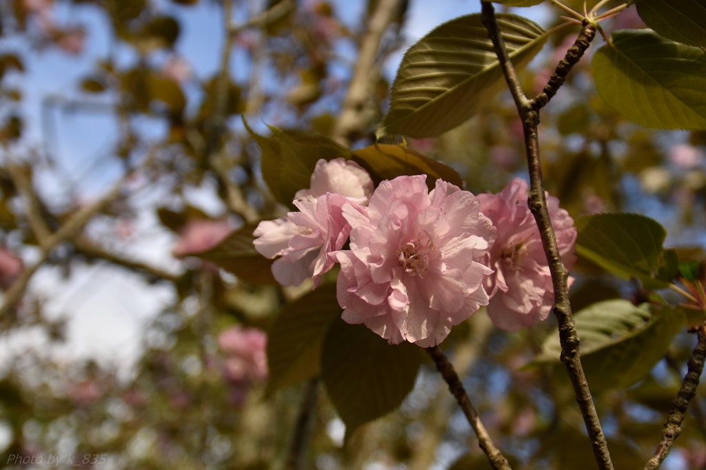 公園の八重桜