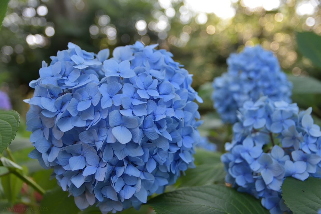 紫陽花　青