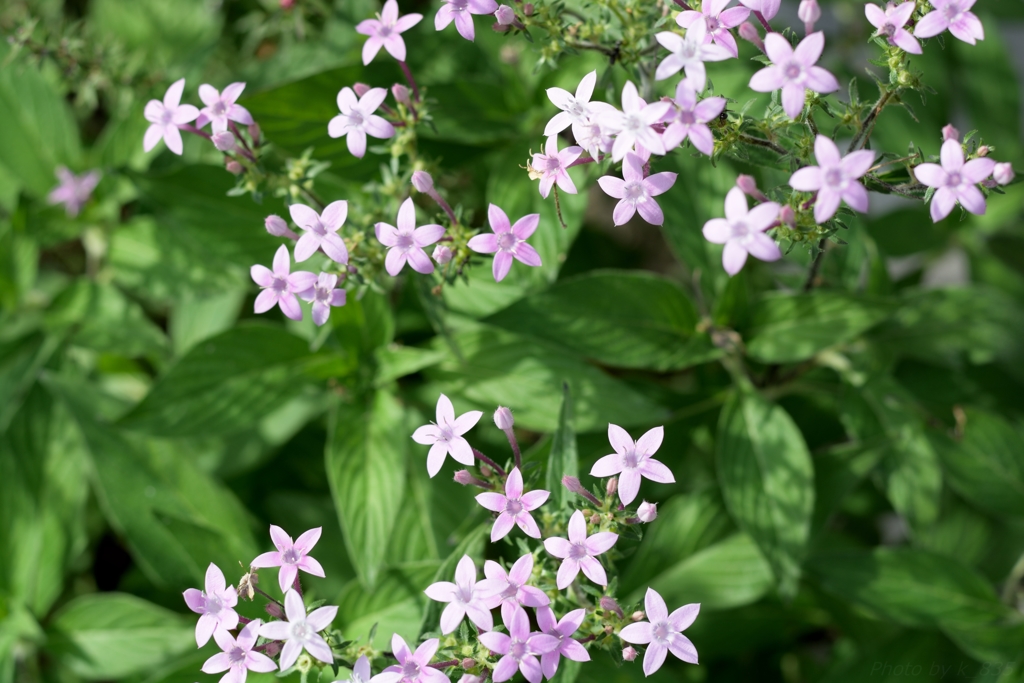 ペンタス　ピンクの花