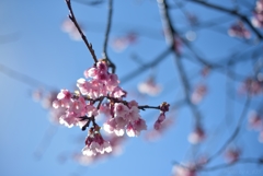 青空の下のあたみ桜