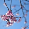 青空の下のあたみ桜