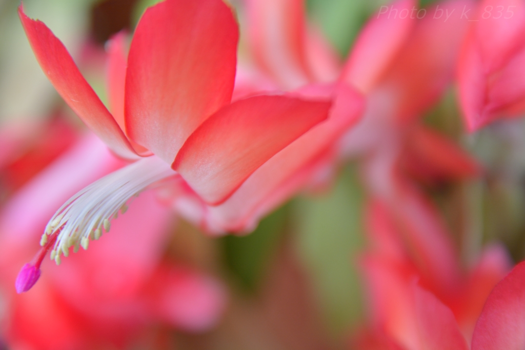 シャコバサボテンの花