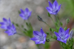 トリテレイア　紫の花