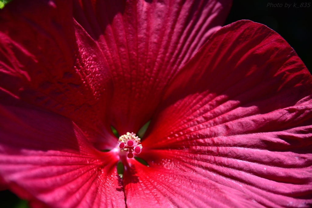 夏の花　赤