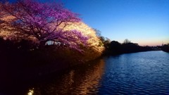 舞鶴城の夜桜