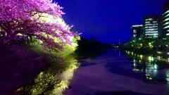最後の夜桜