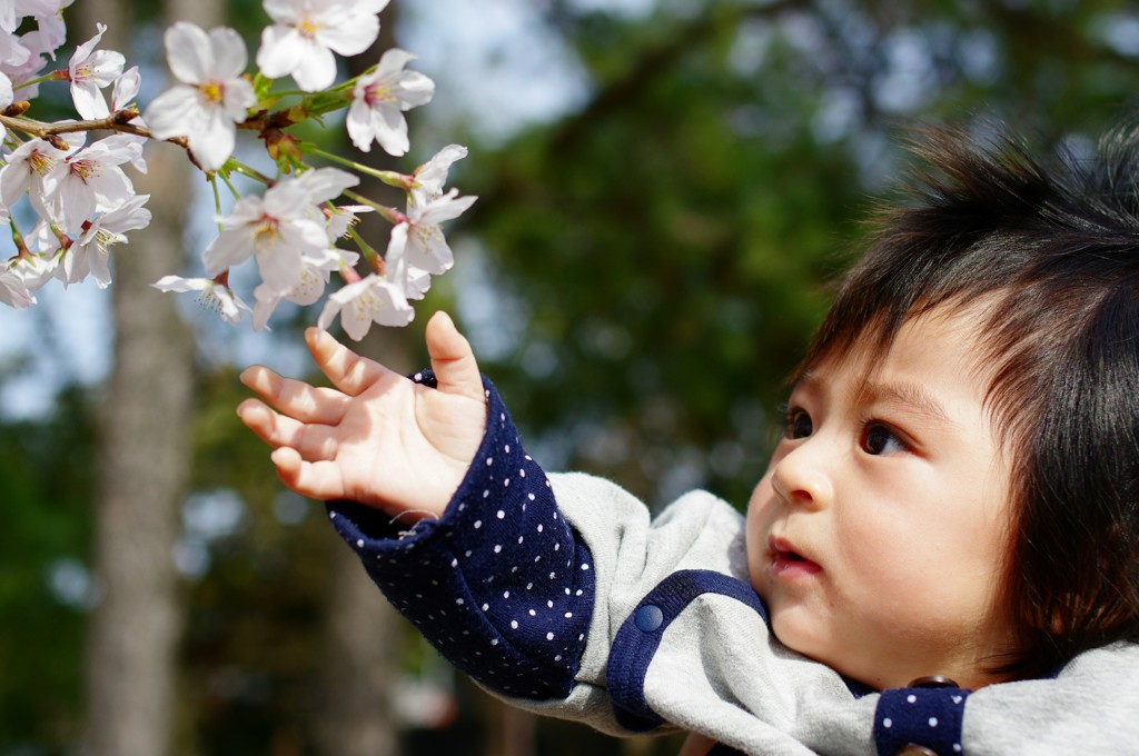 初めての桜