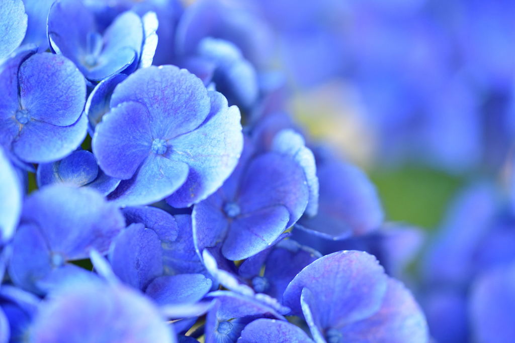 梅雨の晴れ間の紫陽花