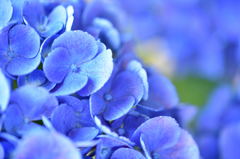 梅雨の晴れ間の紫陽花