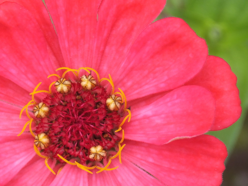 筒状花の開花直前