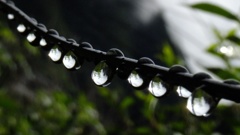 梅雨のしずく