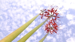 ヒガンバナ (L 16:9)