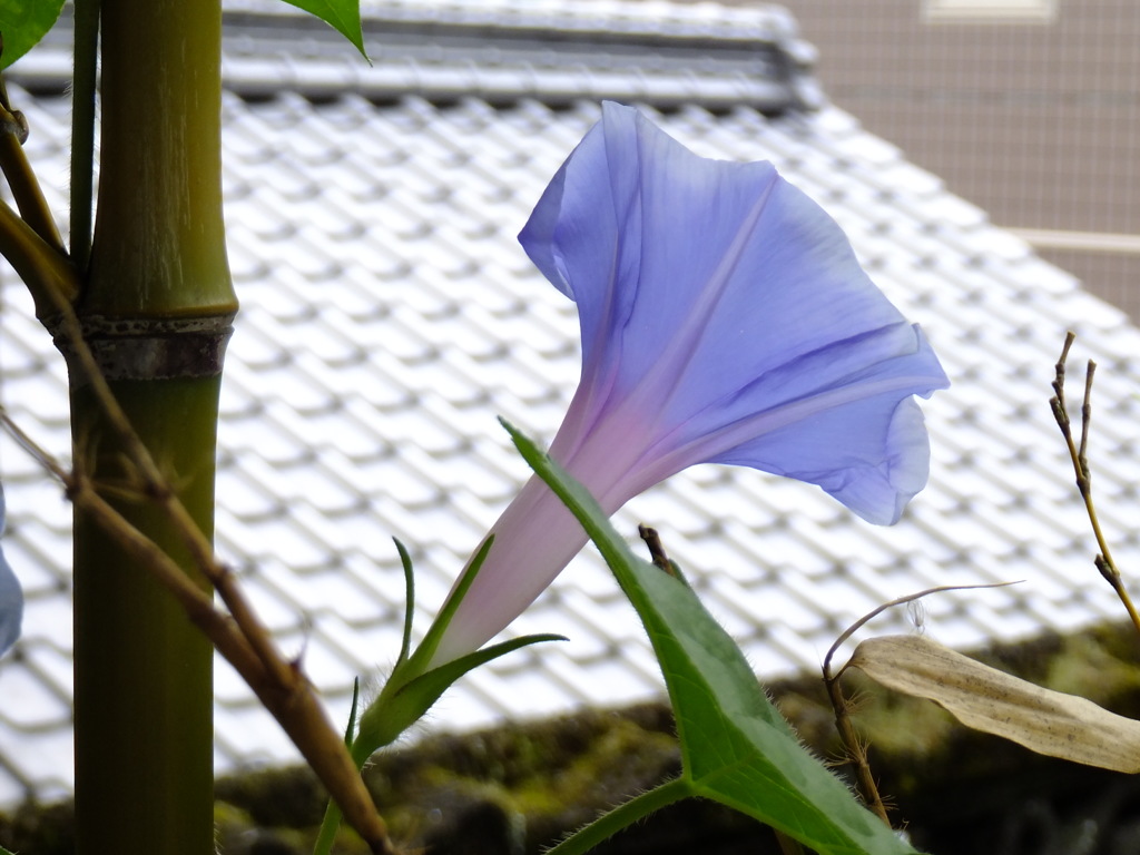 アサガオと瓦