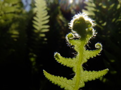 シダ