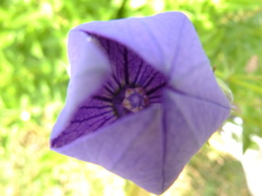 キキョウの開花