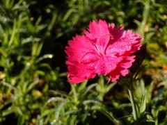 ナデシコ (L)