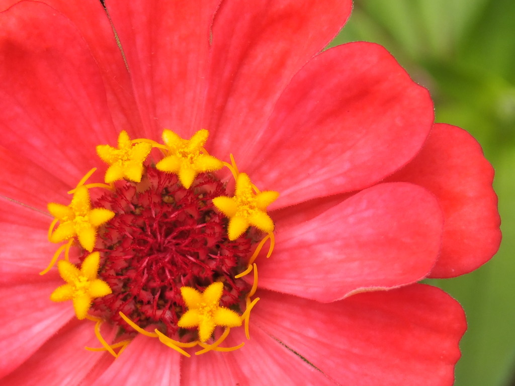 筒状花の開花直後