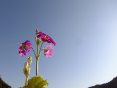 サクラソウと青空