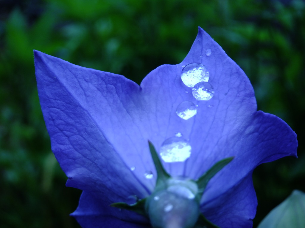 キキョウに雨滴