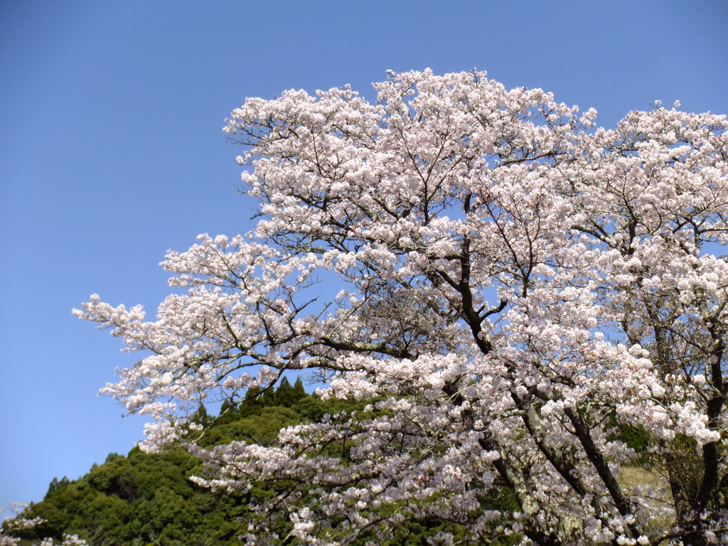 桜　ソメイヨシノ