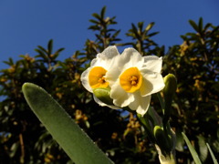 スイセンの花咲く
