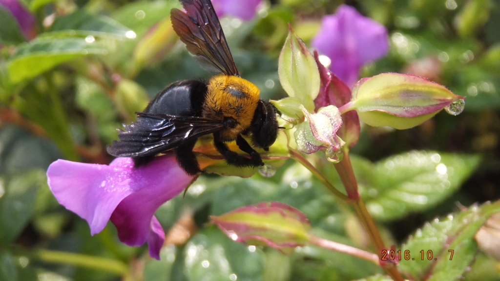 クマバチの盗蜜