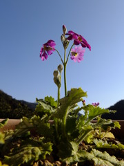 サクラソウと青空