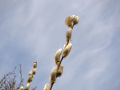 ネコヤナギが咲き始めた