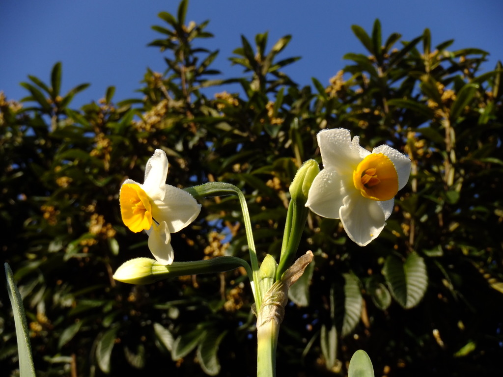 スイセンの花咲く