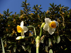 スイセンの花咲く